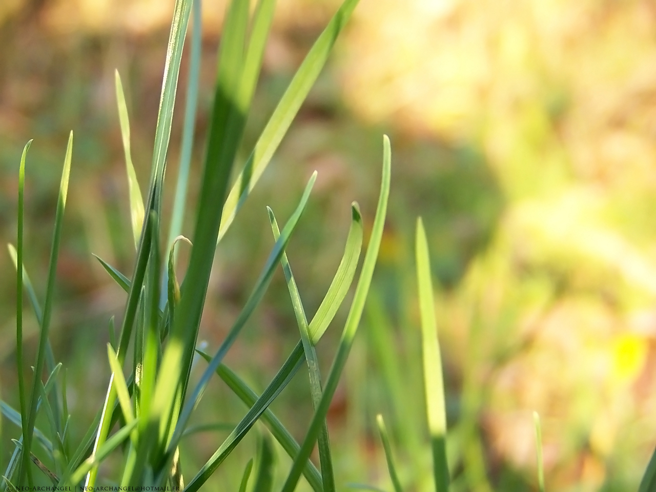 Wallpapers Nature Herbs Brins d'herbe