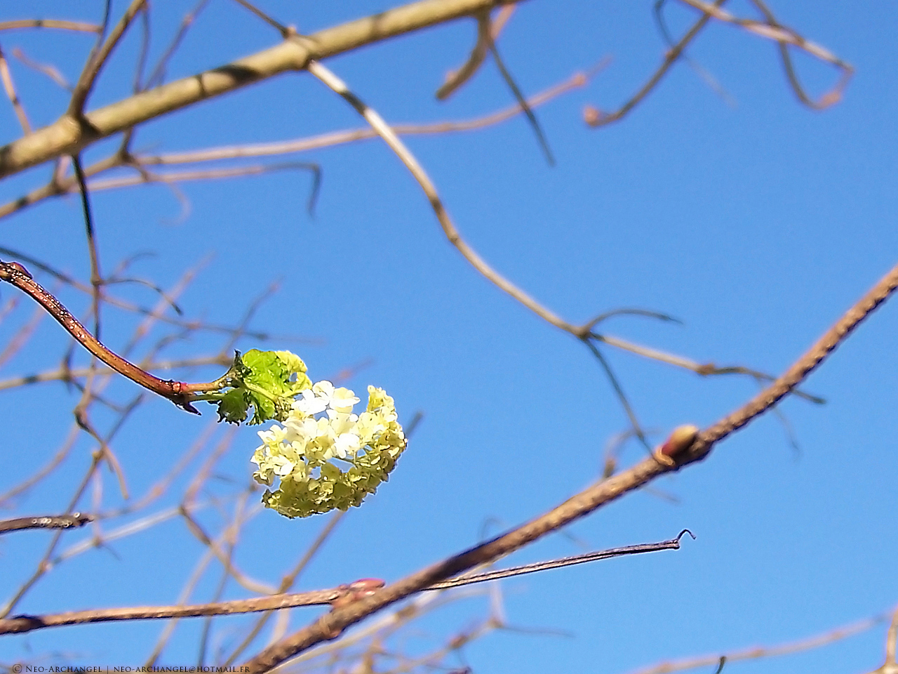 Fonds d'cran Nature Fleurs Anomalie florale