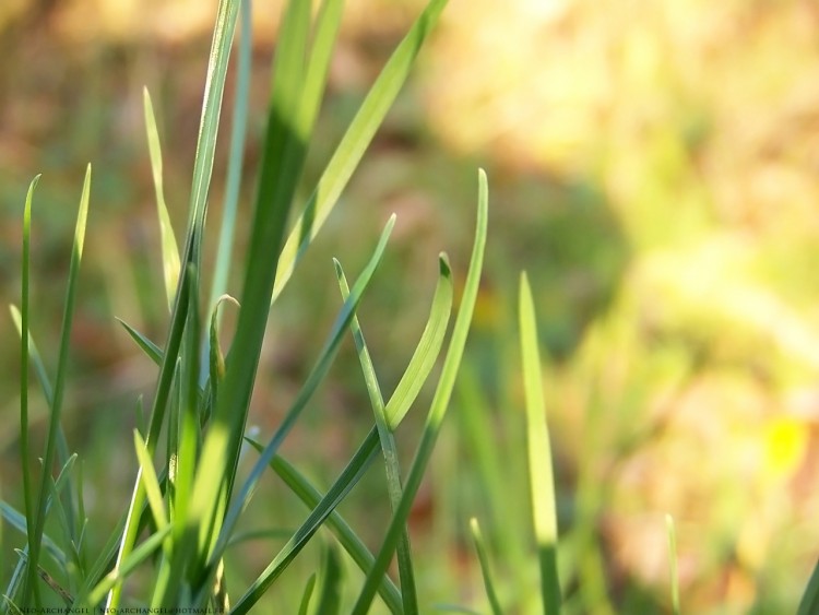 Wallpapers Nature Herbs Brins d'herbe