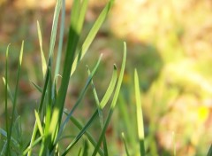 Fonds d'cran Nature Brins d'herbe