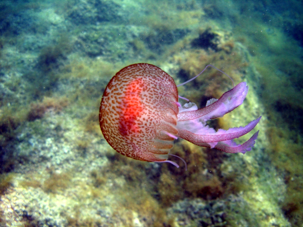 Fonds d'cran Nature Mers - Ocans - Plages Meduse