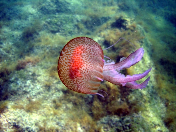 Fonds d'cran Nature Mers - Ocans - Plages Meduse