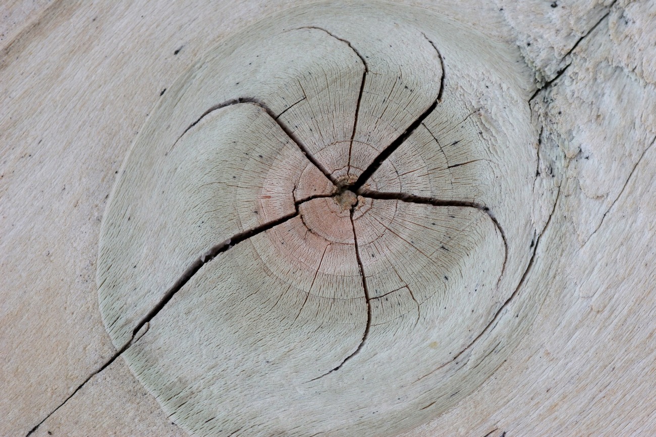 Fonds d'cran Nature Arbres - Forts Noeud dans du bois.