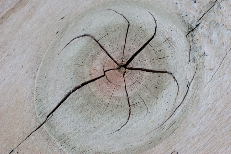 Fonds d'cran Nature Arbres - Forts Noeud dans du bois.