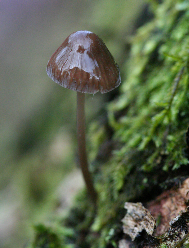 Fonds d'cran Nature Champignons Champignon verni, andoka.des.bois