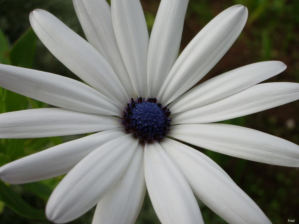 Wallpapers Nature Flowers margueritte