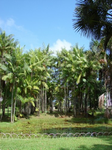 Fonds d'cran Nature Parcs - Jardins Jardin botanique