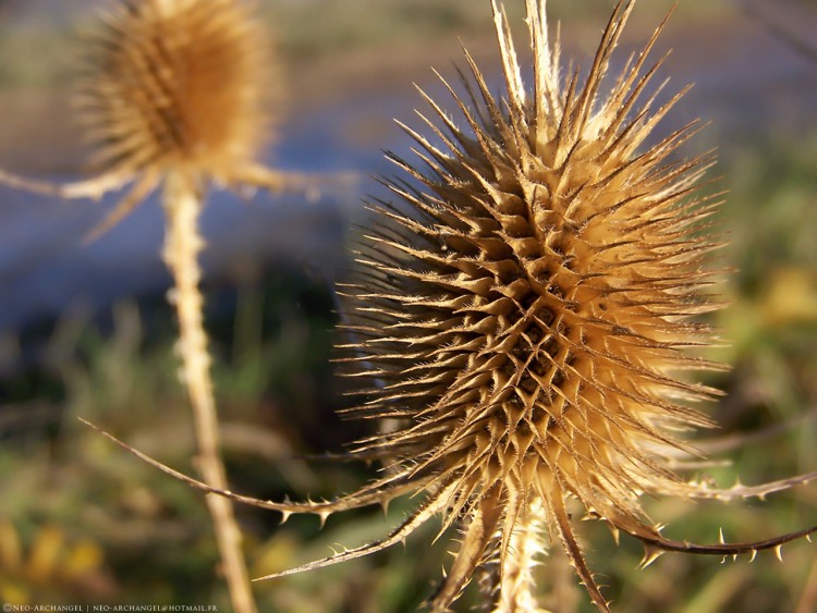 Fonds d'cran Nature Fleurs Chardon