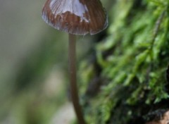 Fonds d'cran Nature Champignon verni, andoka.des.bois