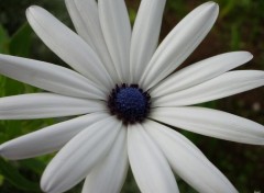 Wallpapers Nature margueritte