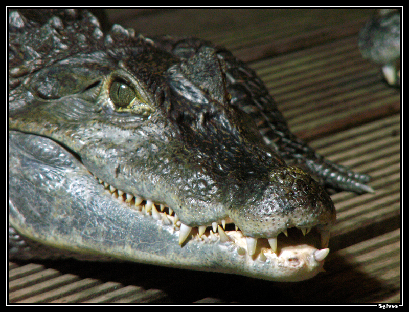 Wallpapers Animals Crocodile - Alligator - Caiman Joli sourire!!