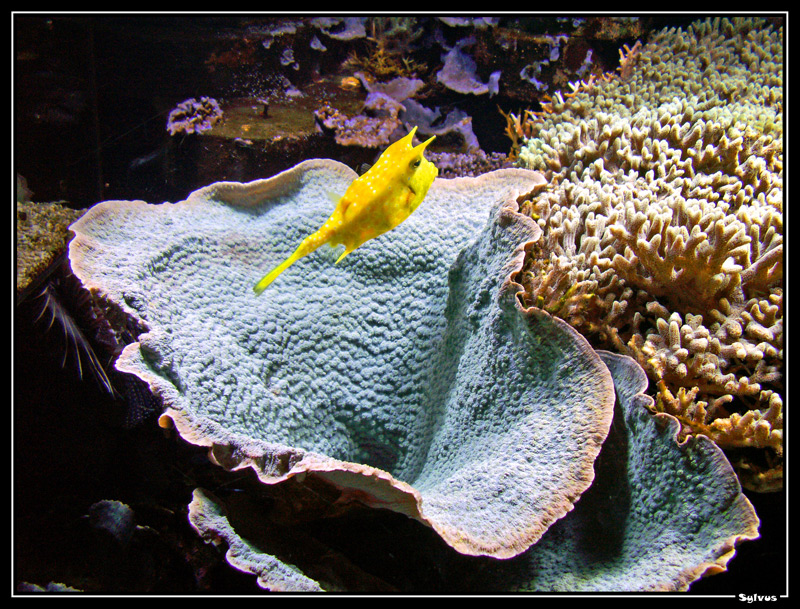 Wallpapers Animals Sealife - Fishes 