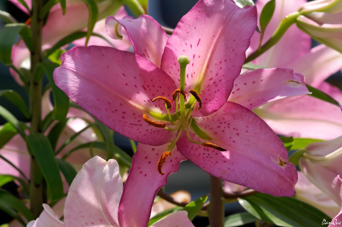 Fonds d'cran Nature Fleurs Lys