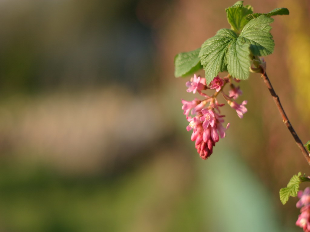 Fonds d'cran Nature Fleurs cassis fleur