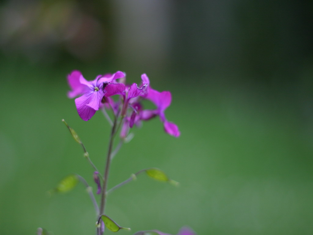 Wallpapers Nature Flowers 