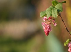 Fonds d'cran Nature cassis fleur