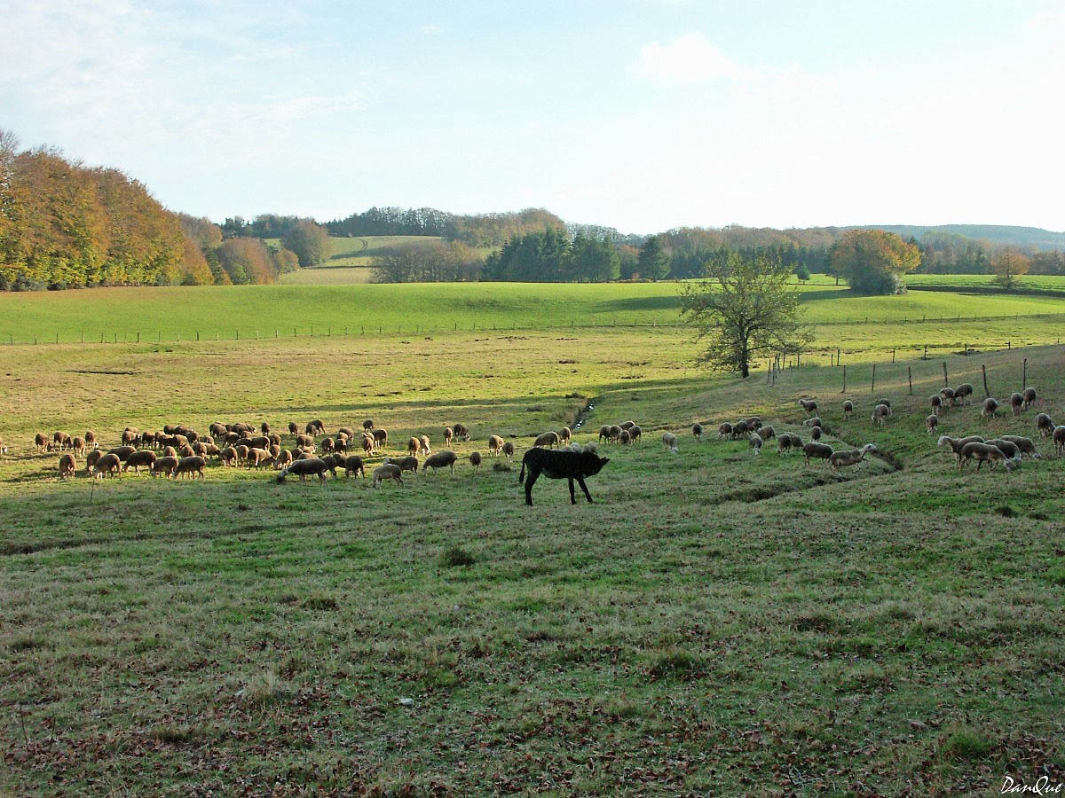 Wallpapers Trips : Europ France > Languedoc-Roussillon Pastorale d'automne