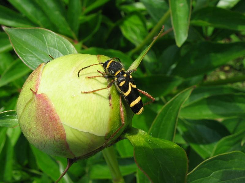 Fonds d'cran Animaux Insectes - Abeilles Gupes ... Fragile