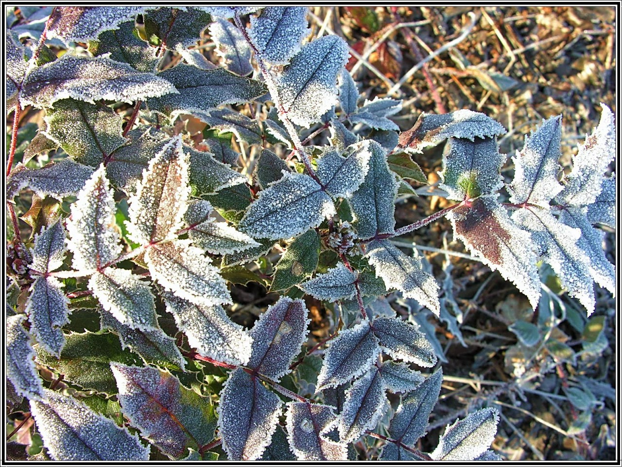 Fonds d'cran Nature Saisons - Hiver Parure hivernale