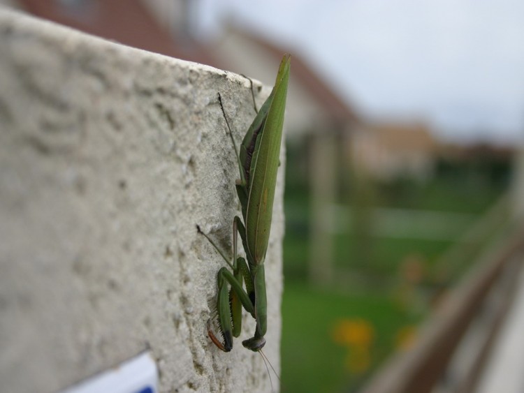 Fonds d'cran Animaux Insectes - Mantes Religieuse Wallpaper N159861