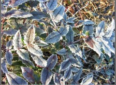 Fonds d'cran Nature Parure hivernale