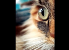 Wallpapers Animals my cat