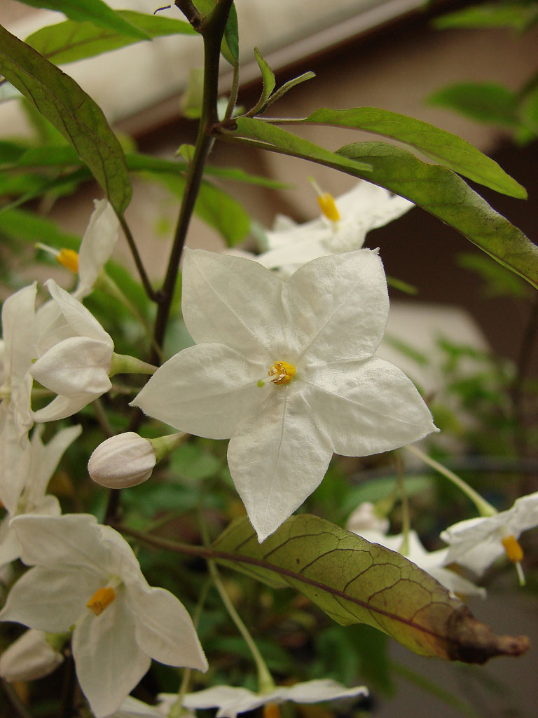 Wallpapers Nature Flowers Fleurs d'oranger