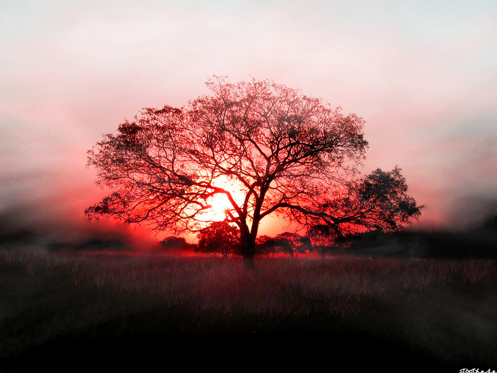 Wallpapers Nature Trees - Forests arbre rouge