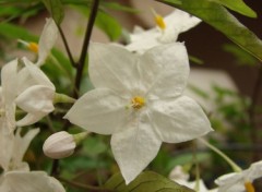 Fonds d'cran Nature Fleurs d'oranger