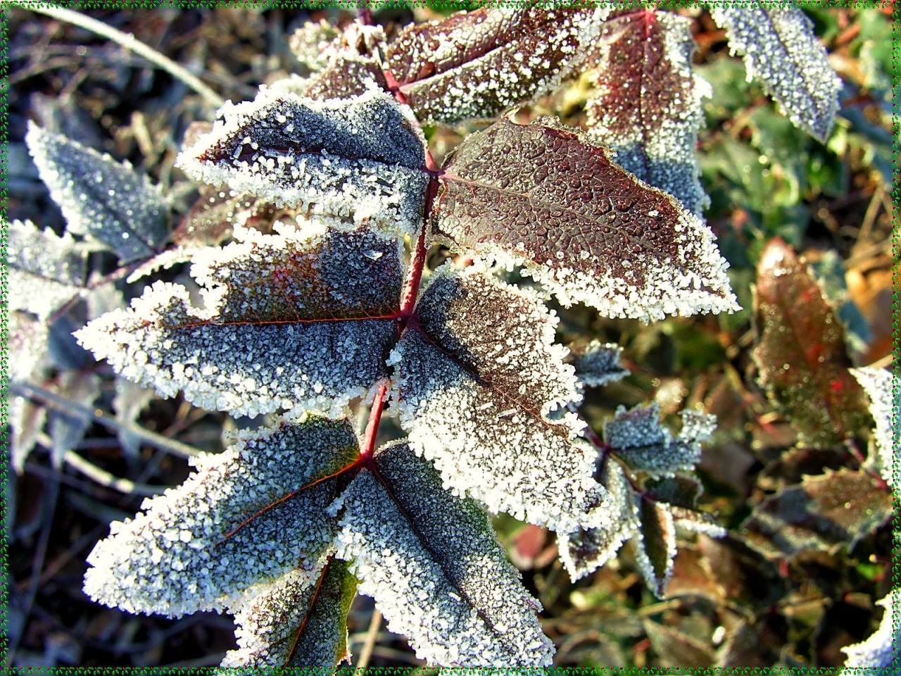 Fonds d'cran Nature Saisons - Hiver 