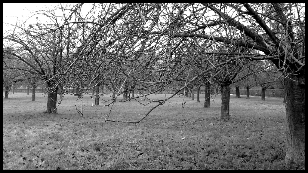 Wallpapers Nature Trees - Forests Sceaux