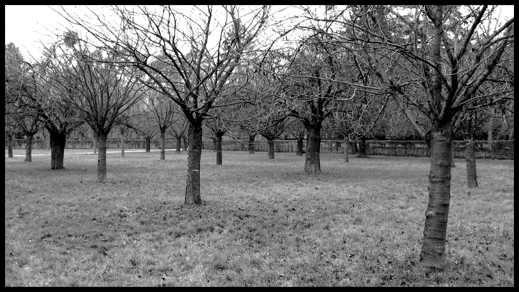 Wallpapers Nature Trees - Forests Sceaux