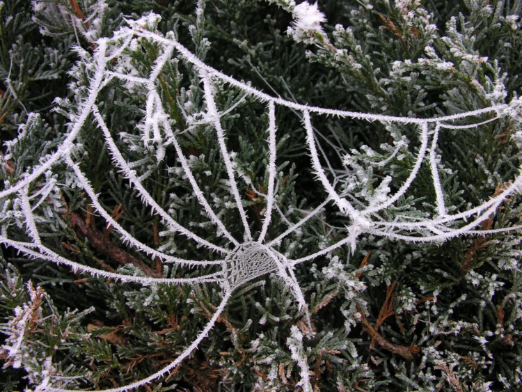 Fonds d'cran Nature Saisons - Hiver Tissage