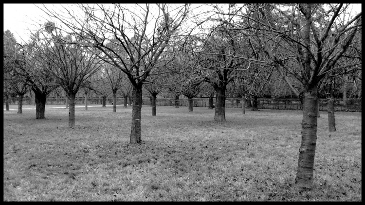 Wallpapers Nature Trees - Forests Sceaux