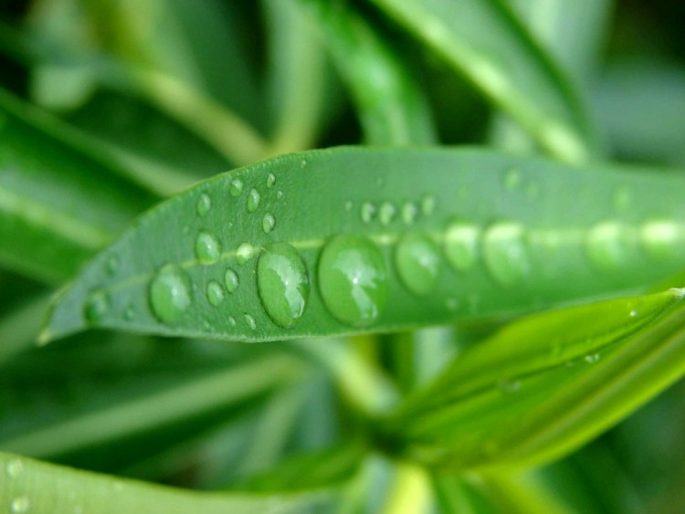 Wallpapers Nature Leaves - Foliage Perles de pluie...