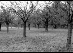 Fonds d'cran Nature Sceaux