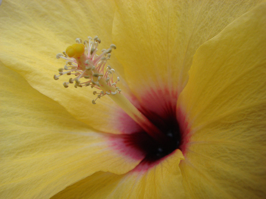 Wallpapers Nature Flowers Coeur d'Hibiscus