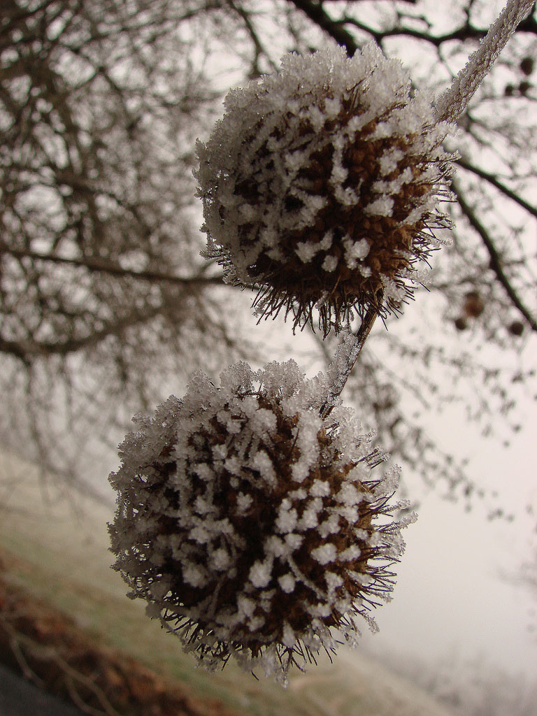 Fonds d'cran Nature Saisons - Hiver Brrr2