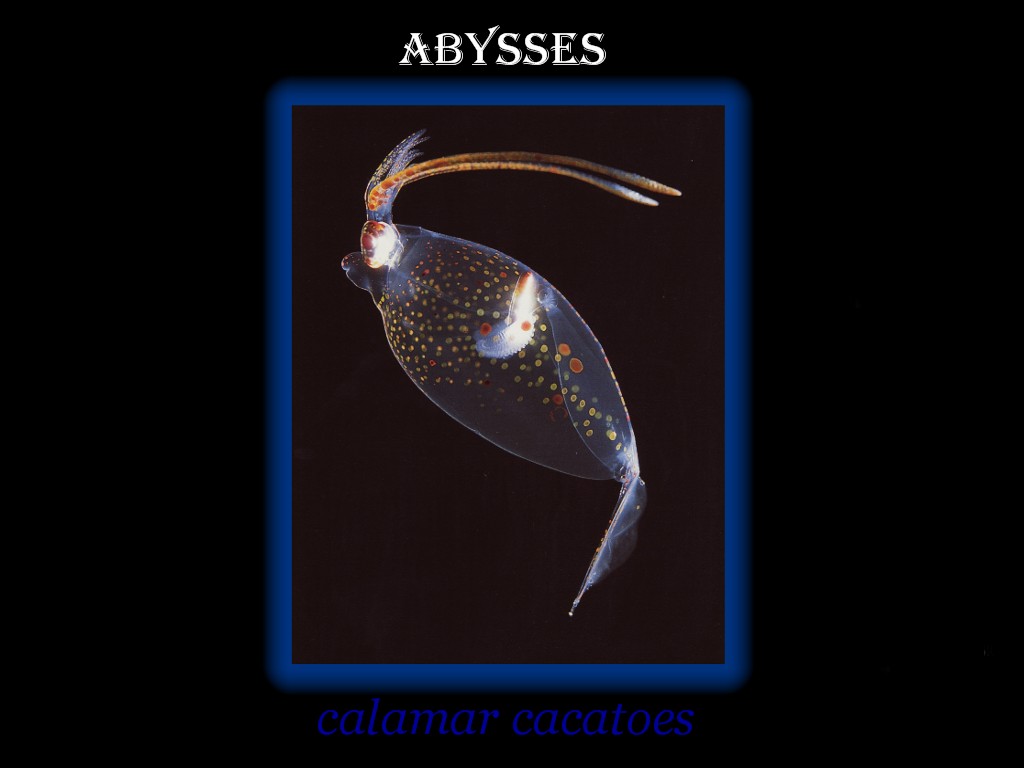 Wallpapers Animals Sealife - Abysses abysses 2