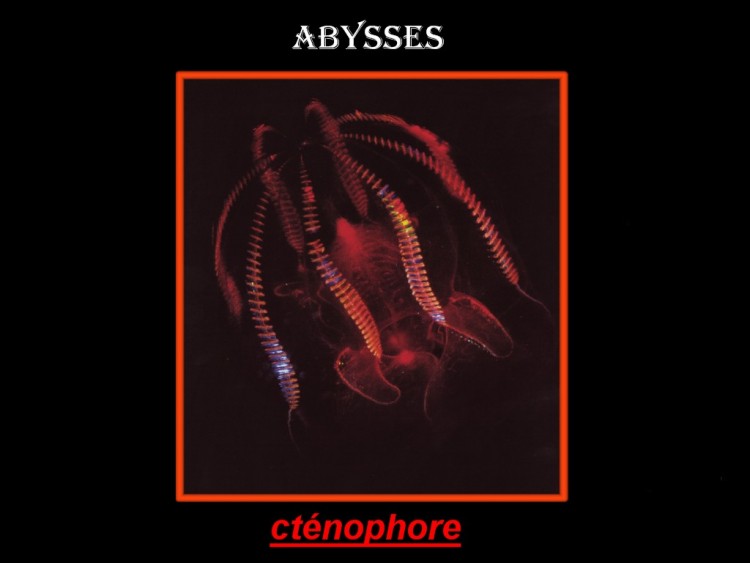 Fonds d'cran Animaux Vie marine - Abysses abysses 5