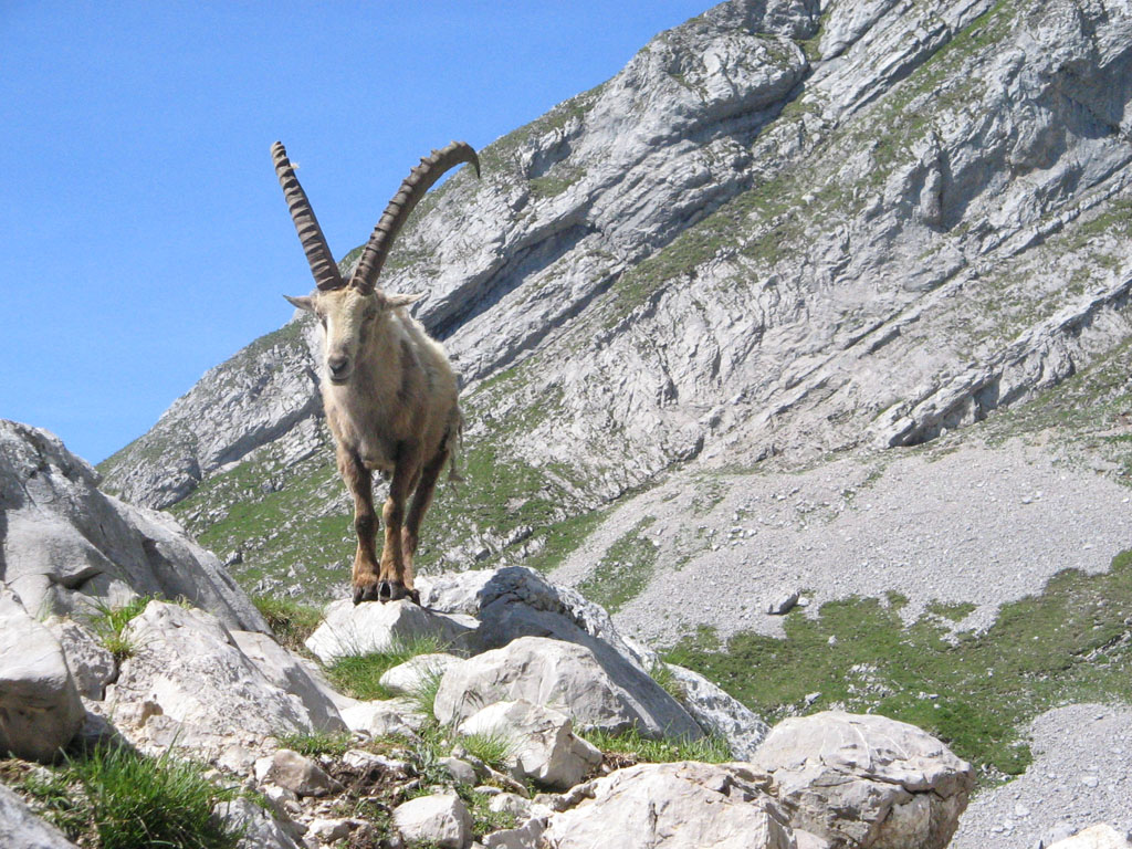 Wallpapers Animals Chamois  Il faisait une posse juste pour moi lol !!