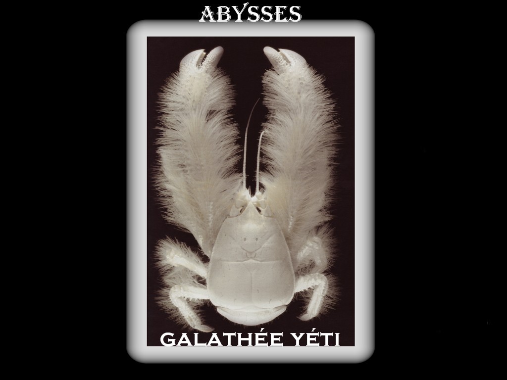 Fonds d'cran Animaux Vie marine - Abysses abysses 6