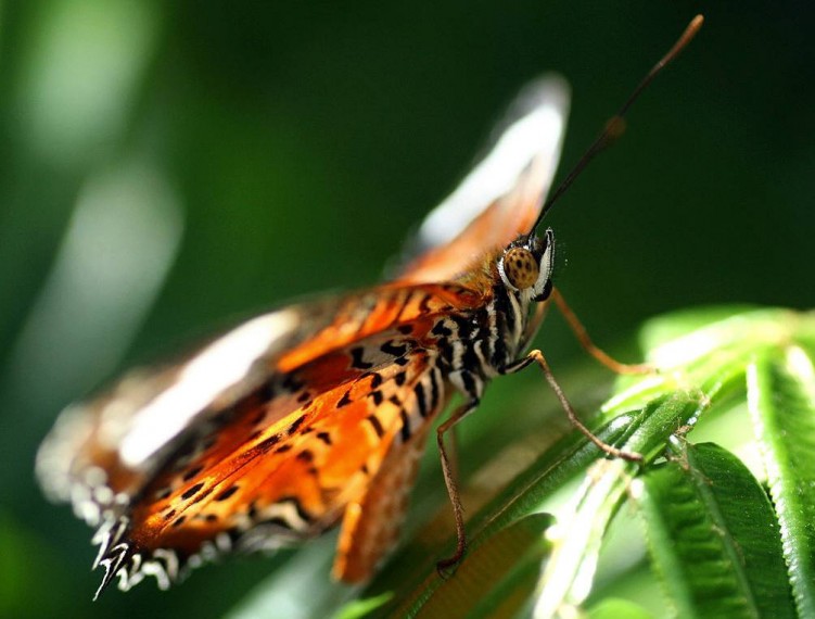 Fonds d'cran Animaux Insectes - Papillons papillon