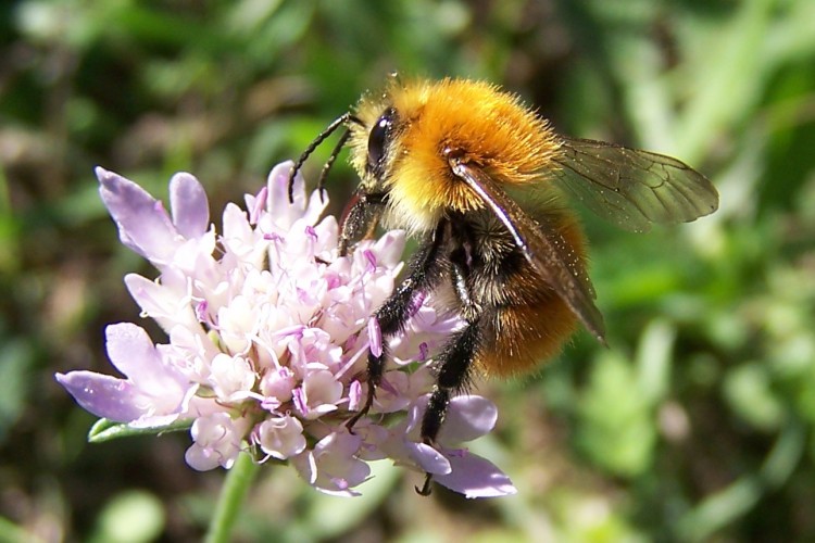 Fonds d'cran Animaux Insectes - Abeilles Gupes ... Wallpaper N160270