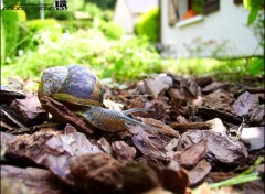 Fonds d'cran Animaux Escargot