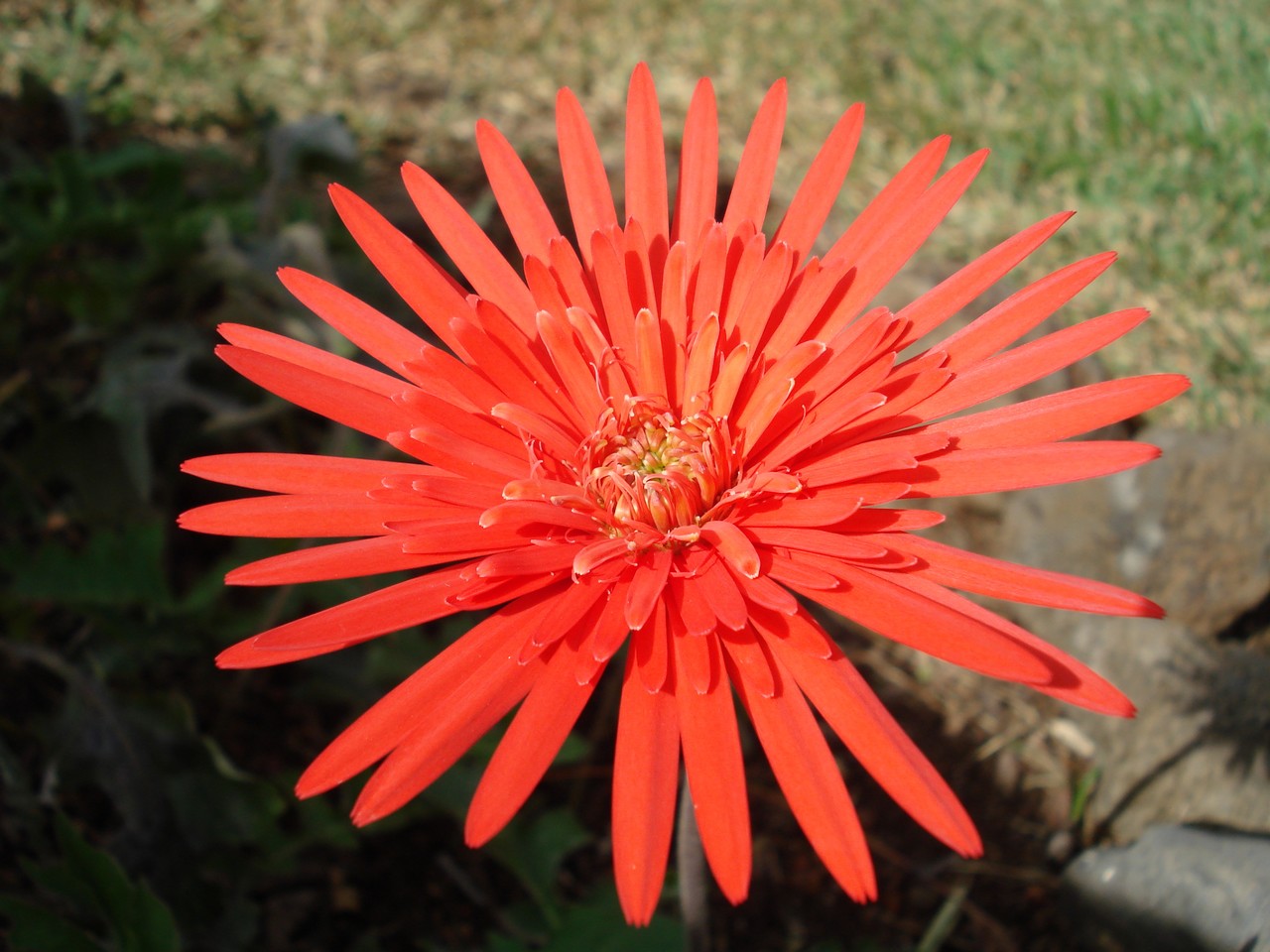 Fonds d'cran Nature Fleurs gerbera