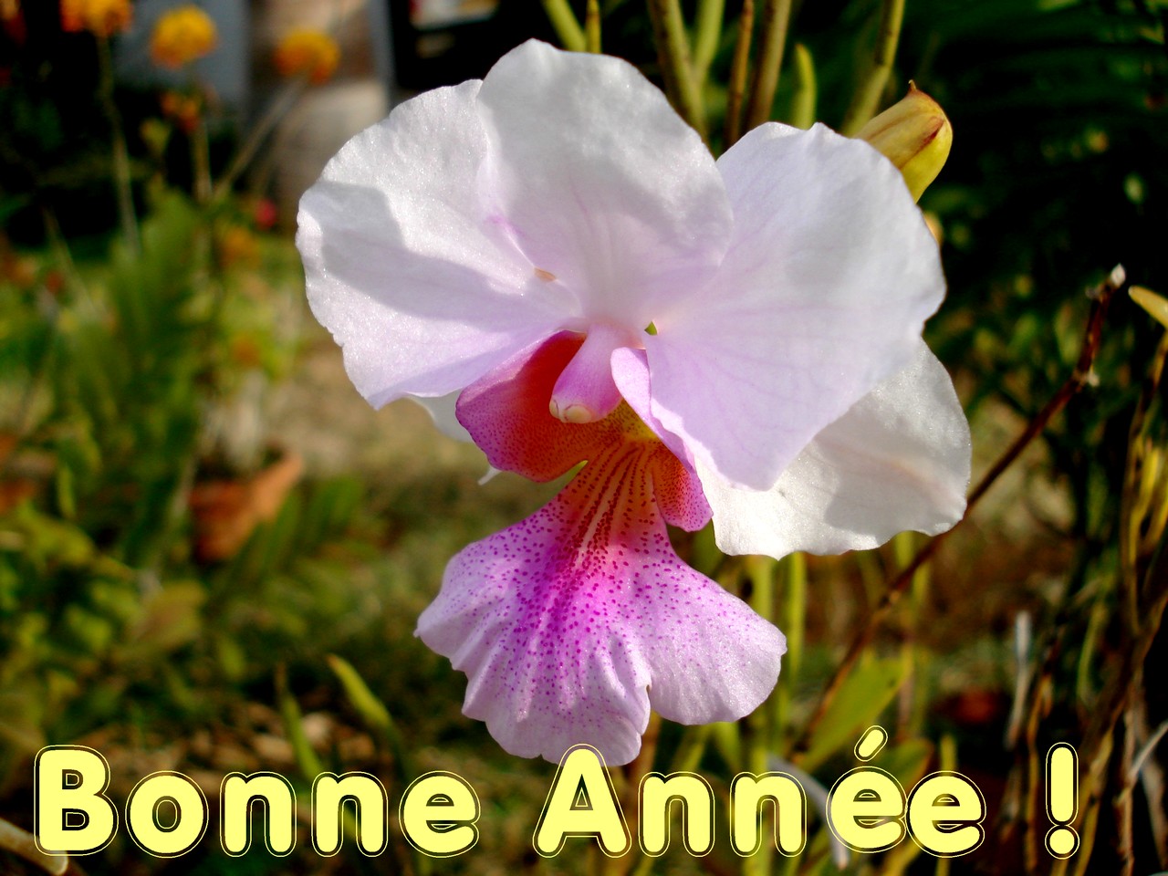 Wallpapers Nature Flowers Bonne et heureuse anne 2007