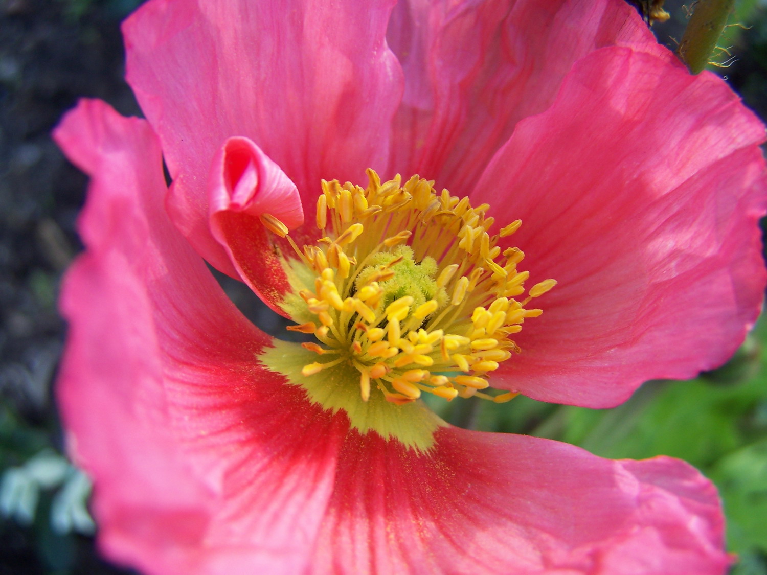 Fonds d'cran Nature Fleurs 