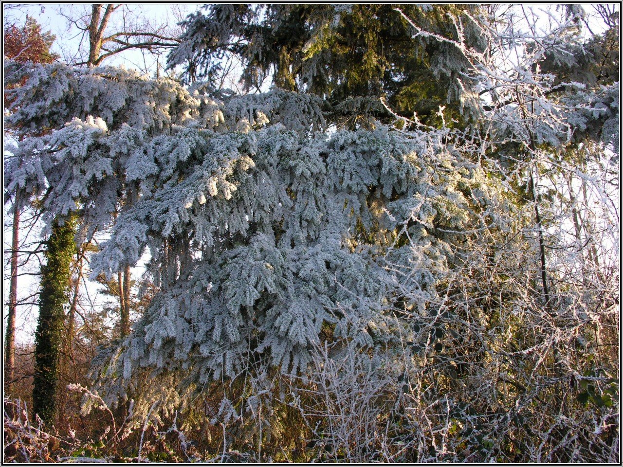 Fonds d'cran Nature Saisons - Hiver Fracheur