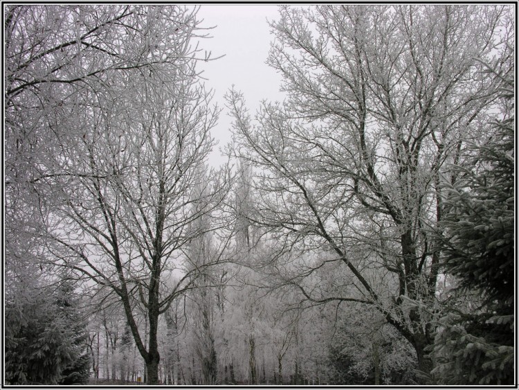 Fonds d'cran Nature Saisons - Hiver Blancheur d'un paysage